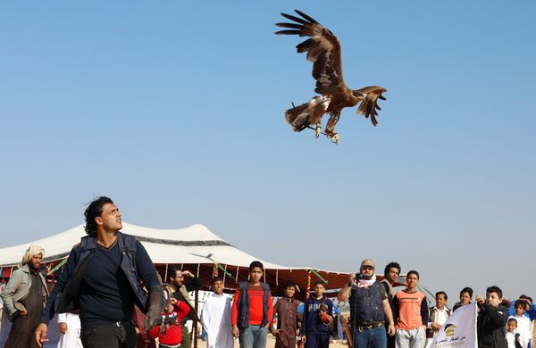 عضو في نادي مصر فالكونر يطلق صقره خلال احتفال الأندية المصرية وتكريمها في يوم الصقارة العالمي في صحراء برج العرب بالإسكندرية - سبوتنيك عربي