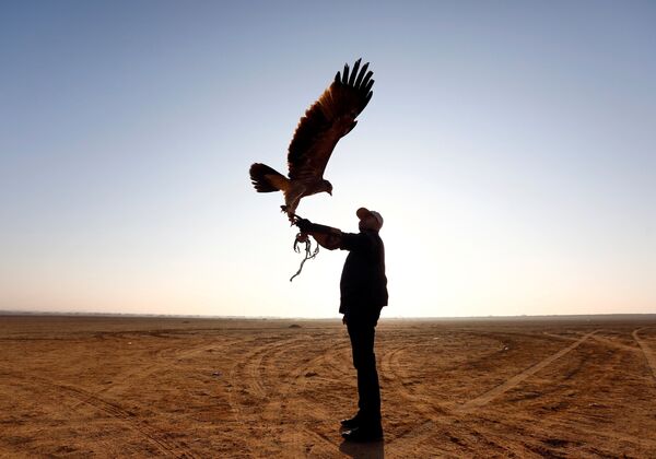 عضو في نادي مصر فالكونر يحمل صقره خلال الاحتفال باليوم العالمي للصقارة في صحراء برج العرب بالإسكندرية - سبوتنيك عربي