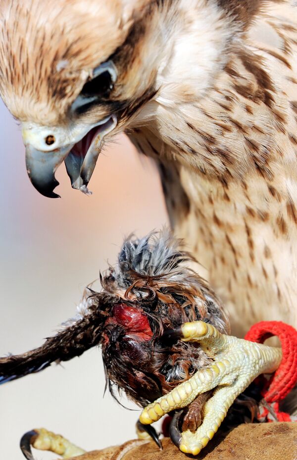 صقر يأكل حمامة بعد صيدها خلال احتفال أقامته الأندية المصرية في يوم الصقارة العالمي في صحراء برج العرب بالإسكندرية - سبوتنيك عربي