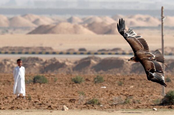فتى بدوي ينظر إلى الصقر خلال احتفاله مع الأندية المصرية والمشجعين في يوم الصقارة العالمي في صحراء برج العرب بالإسكندرية - سبوتنيك عربي