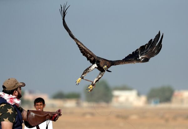 ياسر الخوانكي يطلق نسره الذهبي للصيد خلال احتفال الأندية المصرية وتكريمها في يوم الصقارة العالمي في صحراء برج العرب بالإسكندرية - سبوتنيك عربي