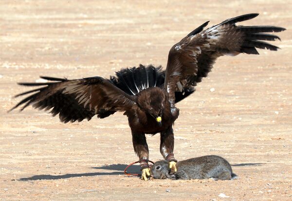 صقر صيد يمسك بأرنب خلال احتفال أقامه الأندية المصرية وتوماسها في يوم الصقارة العالمي في صحراء برج العرب بالإسكندرية - سبوتنيك عربي