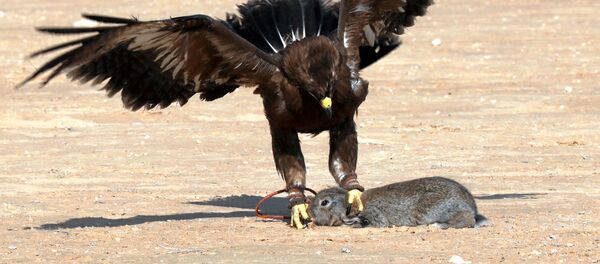 صقر صيد يمسك بأرنب خلال احتفال أقامه الأندية المصرية وتوماسها في يوم الصقارة العالمي في صحراء برج العرب بالإسكندرية صقر صيد يمسك بأرنب خلال احتفال أقامه الأندية المصرية وتوماسها في يوم الصقارة العالمي في صحراء برج العرب بالإسكندرية - سبوتنيك عربي