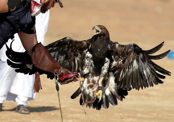 ياسر الخوانكي يسيطر على نسره الذهبي للصيد خلال احتفال الأندية المصرية وتكريمها في يوم الصقارة العالمي في صحراء برج العرب بالإسكندرية - سبوتنيك عربي