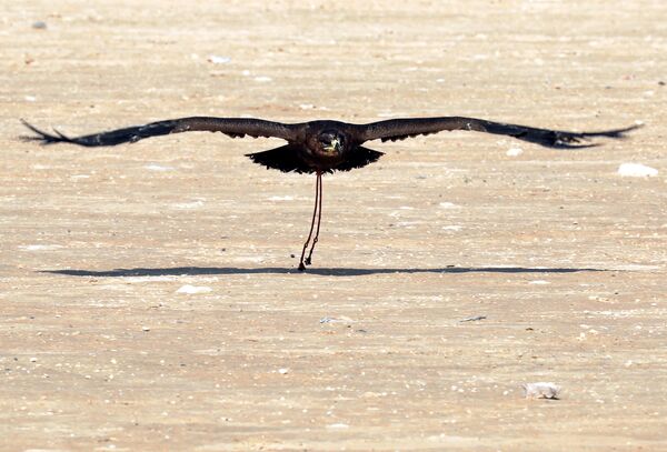 صقر يطير بعد إطلاقه خلال احتفال يوم الصقارة العالمي في صحراء برج العرب بالإسكندرية - سبوتنيك عربي