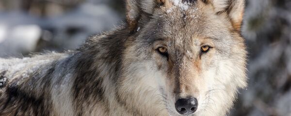 ذئب ذئب - سبوتنيك عربي