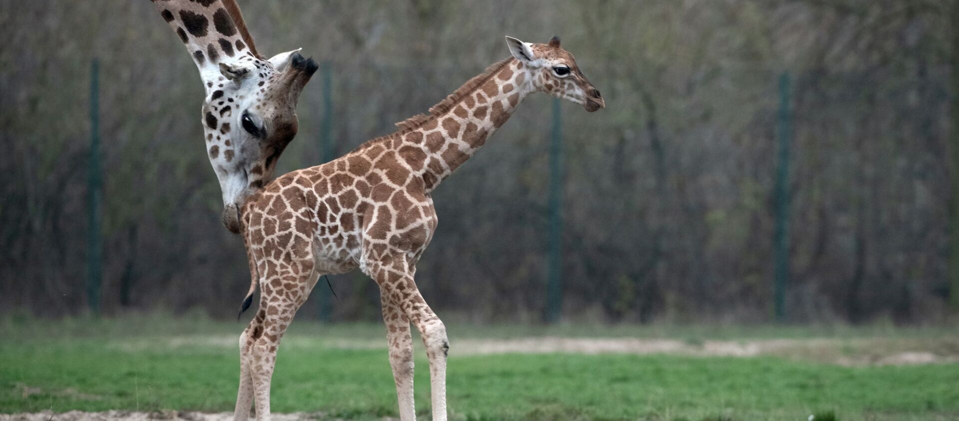 زرافة حديثة الولادة مع والدتها في حديقة الحيوانات في بيلاروسيا، 3 نوفمبر/ تشرين الثاني 2018 - سبوتنيك عربي, 1920, 14.02.2021