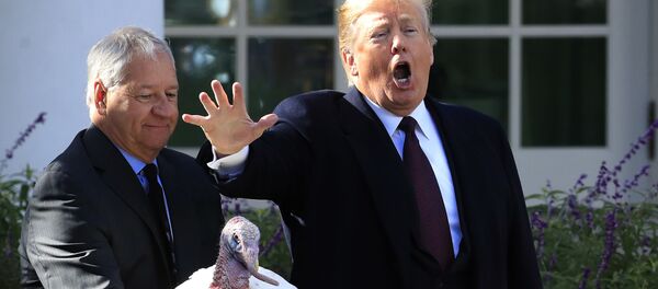 أعلن البيت الأبيض، عن أن الرئيس الأمريكي دونالد ترامب، قرر وللمرة الأولى، أن يمنح حرية التصويت للأمريكيين بشأن الديك الرومي الذي سيمنحه عفوا رئاسيا من الذبح، في إجازة عيد الشكر هذا العام. - سبوتنيك عربي