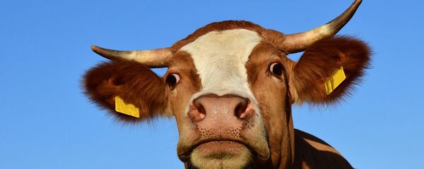 بقرة - سبوتنيك عربي