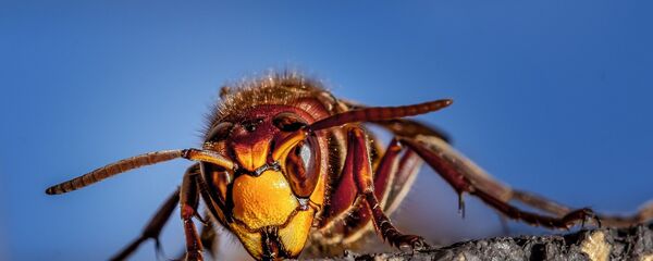 دبور - سبوتنيك عربي