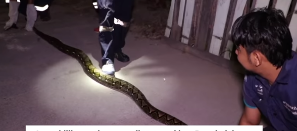 ثعبان يختبأ داخل منزل لأكثر من سنة ويفترس القطط  - سبوتنيك عربي