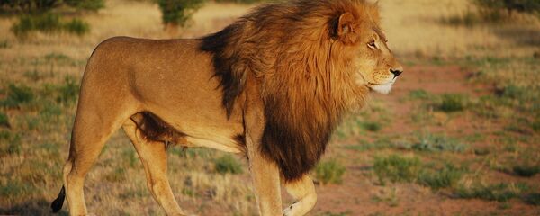 أسد - سبوتنيك عربي