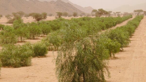 تنمية الغطاء النباتي بزراعة الأشجار - سبوتنيك عربي