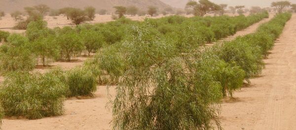 السعودية تنمي الغطاء النباتي بزراعة 12 مليون شجرة - سبوتنيك عربي