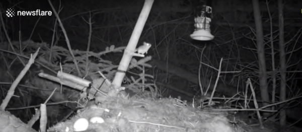 فأر يتدرب 5 ساعات من أجل الحصول على طعام - سبوتنيك عربي