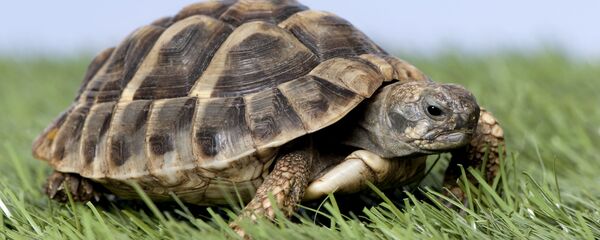 سلحفاة - سبوتنيك عربي