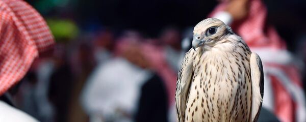 صقر الجير - سبوتنيك عربي