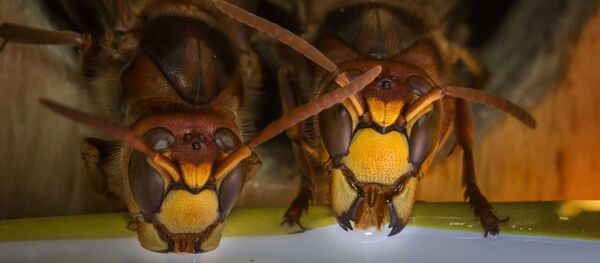 الحصول على مضاد حيوي فعال من سم الدبور - سبوتنيك عربي