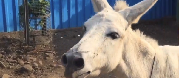 حمار يغني - سبوتنيك عربي