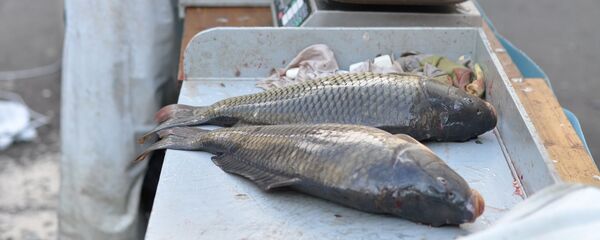 سمك - سبوتنيك عربي