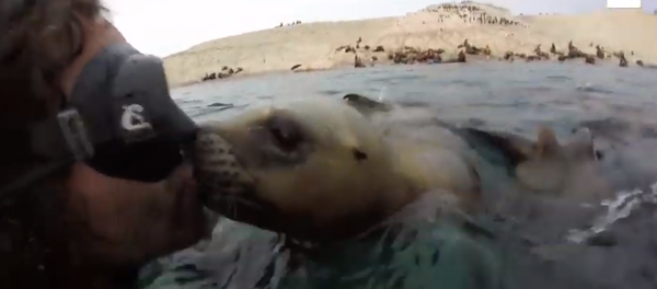 غطاس يحصل على 3 قبلات حارة من فقمة - سبوتنيك عربي