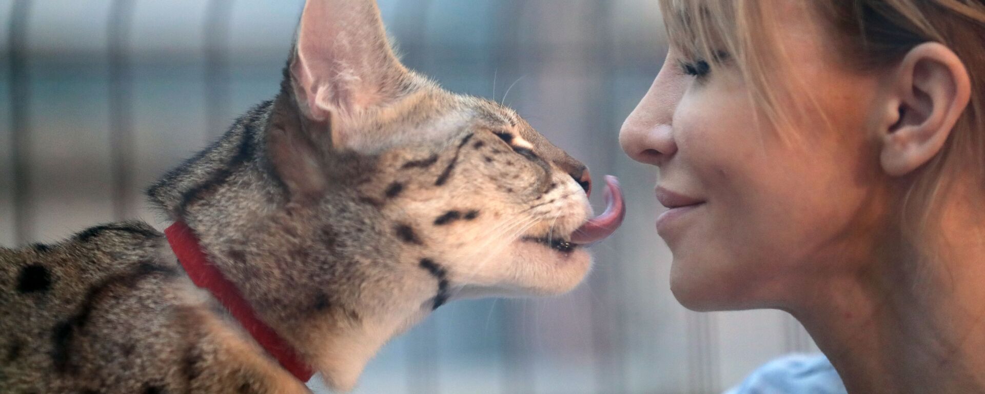 قط من فصيلة سافانا إف 1 في معرض القطط الأليفة النادرة في بوتونيتشيسكي ساد، موسكو - سبوتنيك عربي, 1920, 08.05.2022