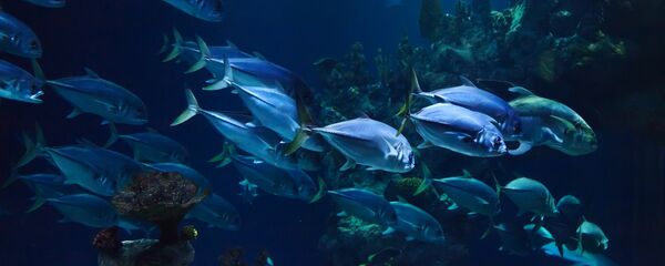 عمق البحر سمك عمق البحر سمك - سبوتنيك عربي