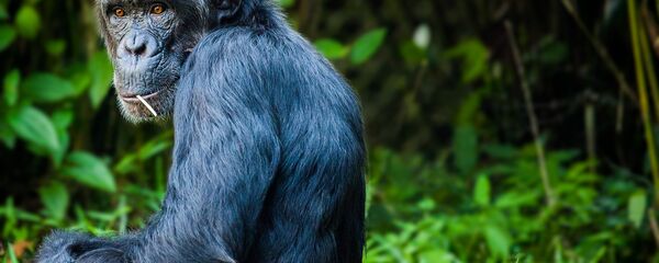 قرد الشمبانزي - سبوتنيك عربي