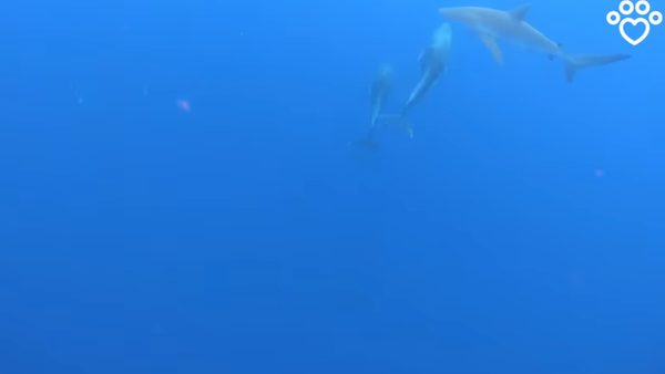 مجموعة من الدلافين تهاجم قرشا وتمنعه من افتراس الغواصين - سبوتنيك عربي