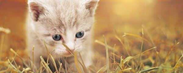 قطة قطة - سبوتنيك عربي