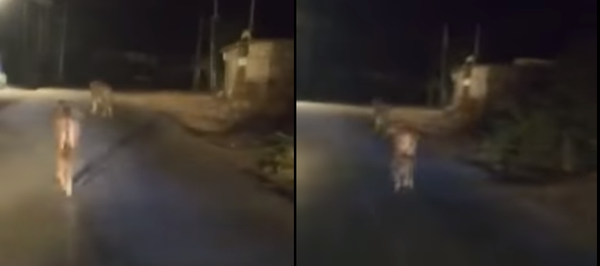 عجل صغير يهاجم أسد ويجبره على الهروب - سبوتنيك عربي