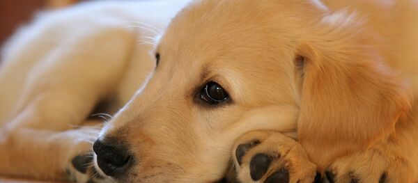 كلب - سبوتنيك عربي