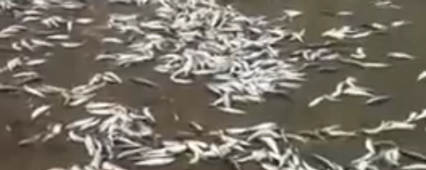 سمك - سبوتنيك عربي