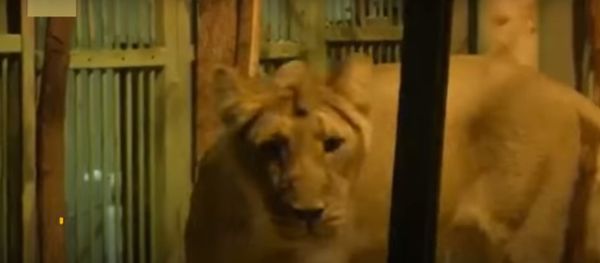 اللبؤة جيني - سبوتنيك عربي