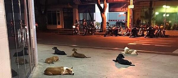 كلاب تطارد صاحبها حتى المستشفى كلاب تطارد صاحبها حتى المستشفى - سبوتنيك عربي