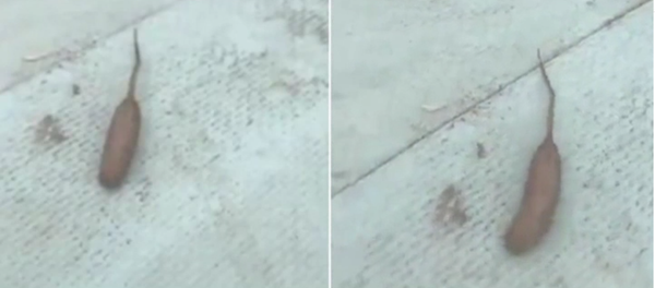 كائن فضائي يشبه الجرذ يثير ضجة بين النشطاء - سبوتنيك عربي