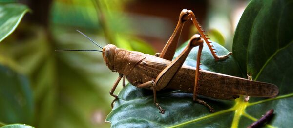 Big Locust at Bay Village Tropical Retreat, Cairns, Australia - سبوتنيك عربي