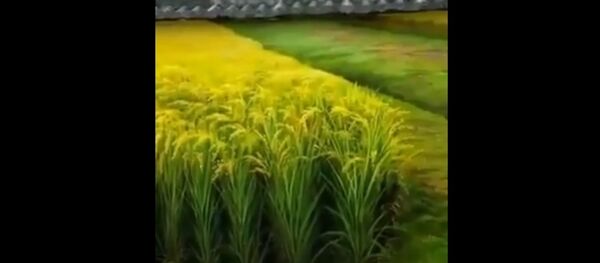 لوحة أم حقل قمح لوحة أم حقل قمح - سبوتنيك عربي