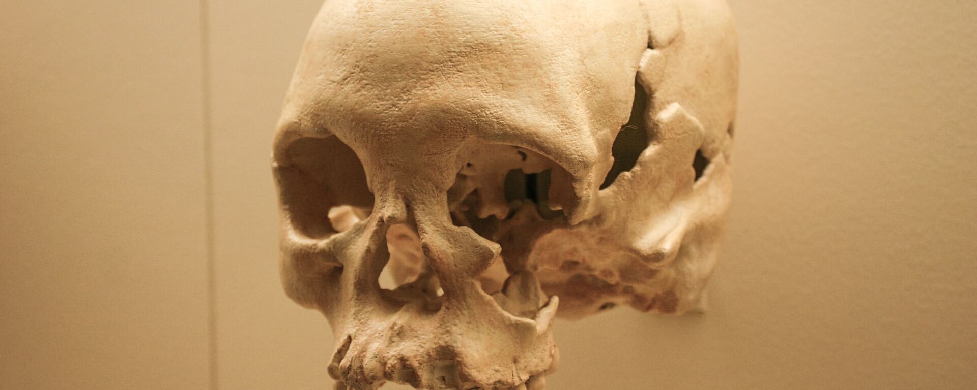 جمجمة في متحف في واشنطن - سبوتنيك عربي, 1920, 30.06.2025