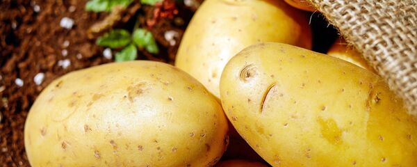 بطاطس - سبوتنيك عربي