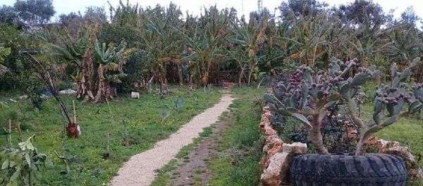 غابة استوائية صغيرة في سوريا - سبوتنيك عربي