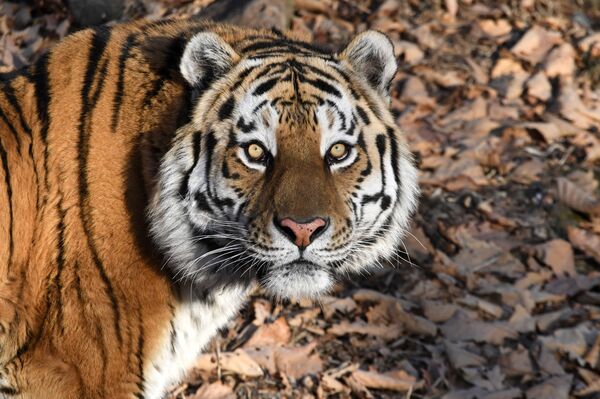 بينها نملة وخنفساء... أقوى 9 كائنات على وجه الأرض - سبوتنيك عربي