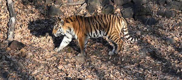 نمر آمور الشهير في حديقة منطقة كراسنودارسكي كراي - سبوتنيك عربي