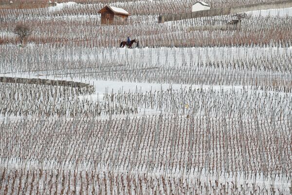 خيل وسط كروم العنب المغطاة بالثلوج بالقرب من جنينز، سويسرا 20 يناير/ كانون الثاني 2019 - سبوتنيك عربي