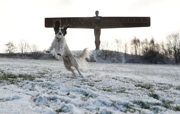 كلب يلعب في الثلج في غيتسهيد، بريطانيا 17 يناير/ كانون الثاني 2019 - سبوتنيك عربي