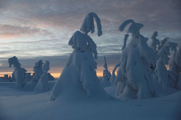 أشجار تغطيها الثلوج في بولندا، 7 يناير/ كانون الثاني 2019 - سبوتنيك عربي