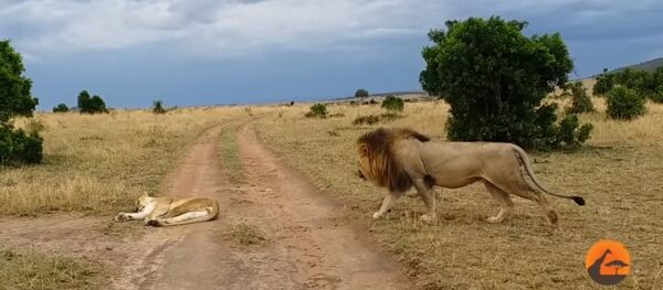 بالفيديو ...أسد يمازح لبوة خلال نومها بالفيديو ...أسد يمازح لبوة خلال نومها - سبوتنيك عربي