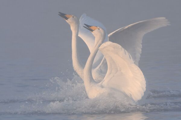 بجعتان في بحيرة ليبيدينويه (بحيرة البجع) في المحمية الطبيعية ليبيديني في منطقة ألتاي الروسية - سبوتنيك عربي