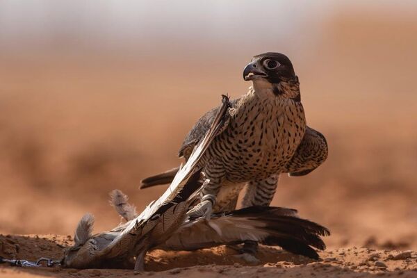 مهرجان الملك عبد العزيز للصقور - سبوتنيك عربي