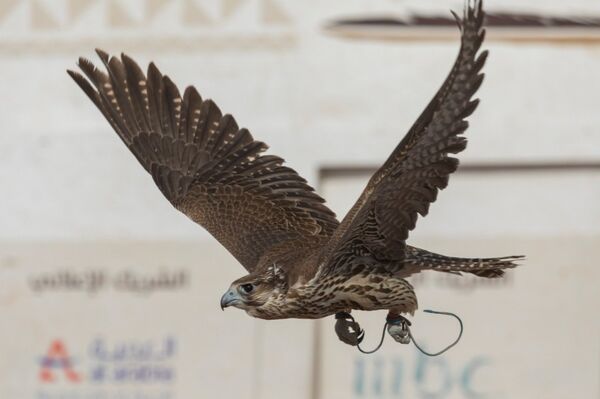 مهرجان الملك عبد العزيز للصقور - سبوتنيك عربي